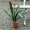 Bush lily